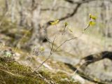 Quercus petraea. Молодое деревце. Краснодарский край, м/о г. Новороссийск, гора Крымская-Долгая, склон южной экспозиции, дубово-буково-грабовый лес, на моховой подушке. 16.04.2022.