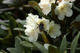 Rhododendron caucasicum