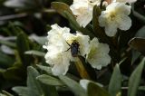 Rhododendron caucasicum. Цветки с кормящимся шмелём (?). Кабардино-Балкарская республика, Приэльбрусье, висячая долина р. Когутайка. 15.07.2006.