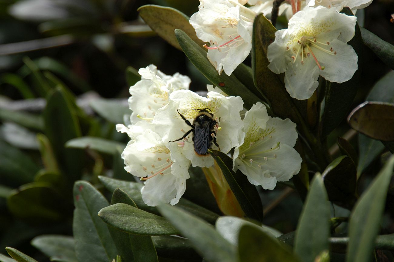 Image of Rhododendron caucasicum specimen.