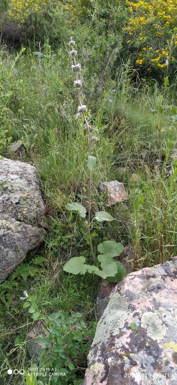 Image of Phlomoides ostrowskiana specimen.