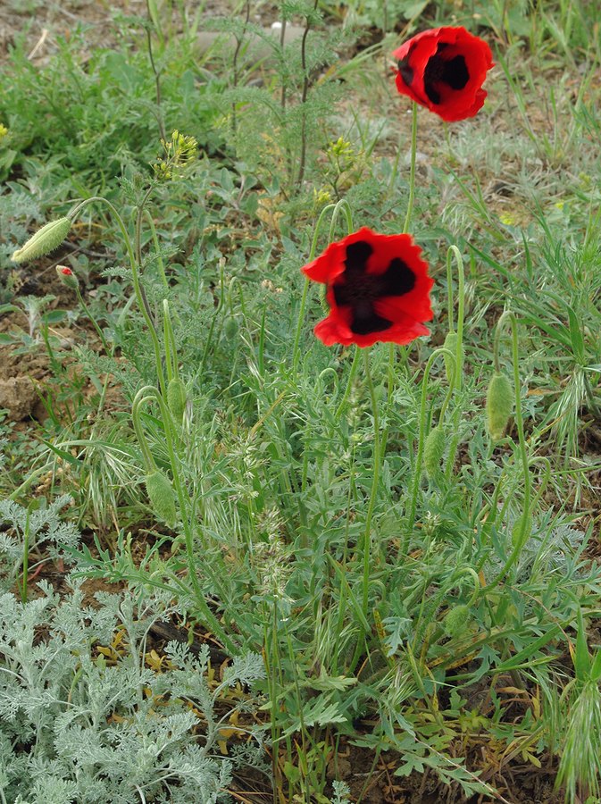 Изображение особи Papaver arenarium.