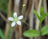 Moehringia lateriflora