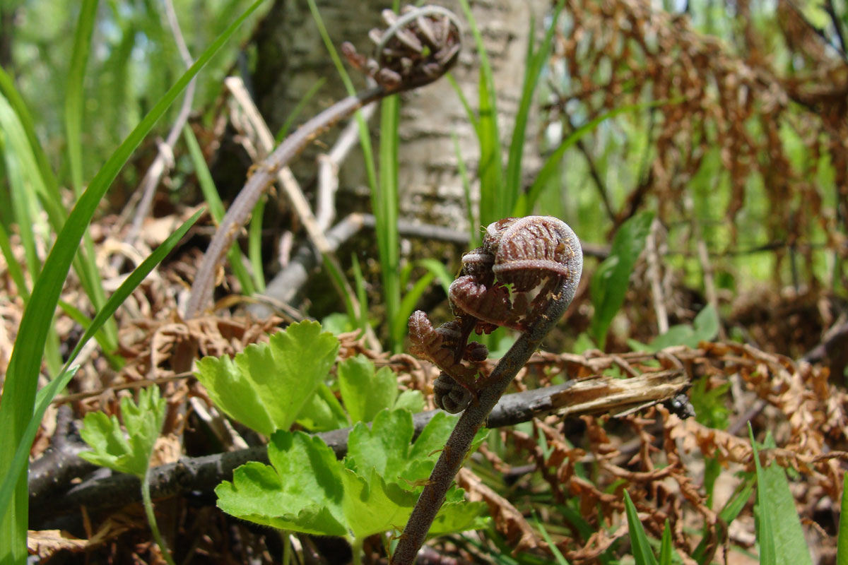 Изображение особи род Athyrium.