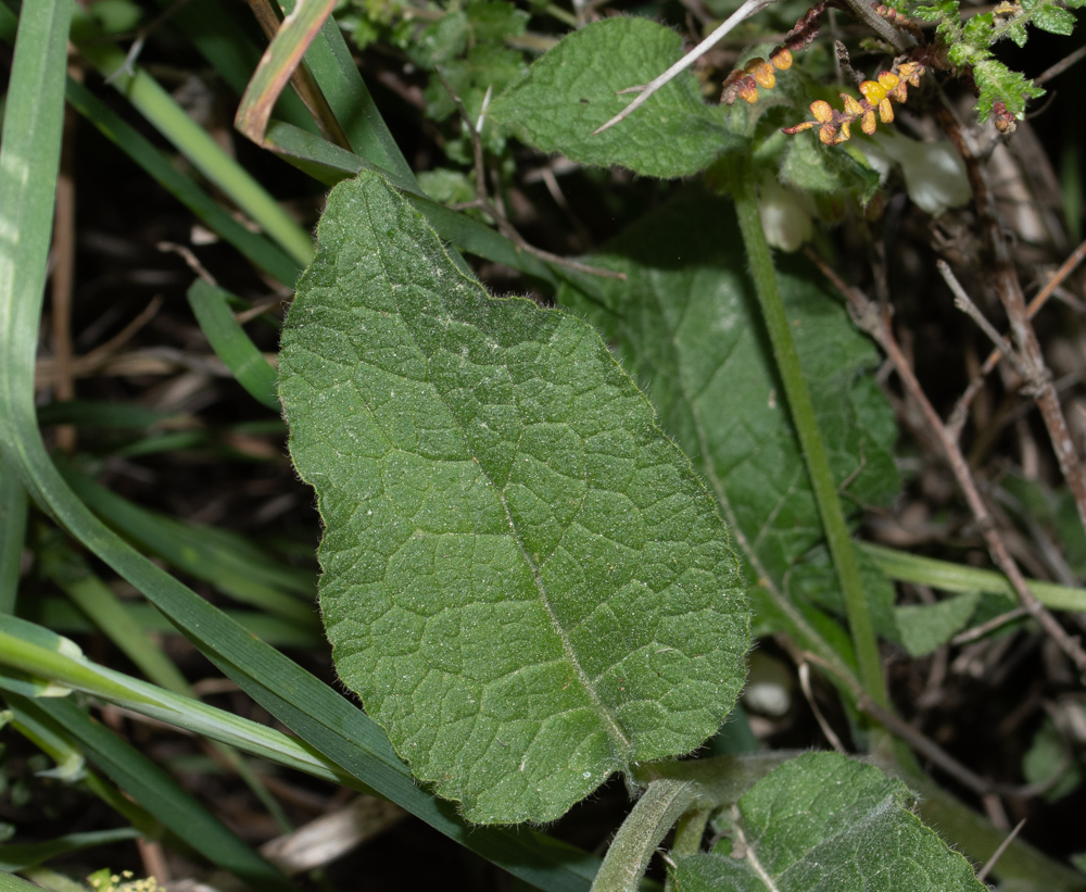 Изображение особи Symphytum brachycalyx.