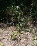 Pimpinella cretica