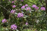 Rhododendron ponticum. Часть кроны с соцветиями. Абхазия, Гудаутский р-н, Мюссерский заповедник, широколиственный лес, обочина дороги. 16.05.2021.