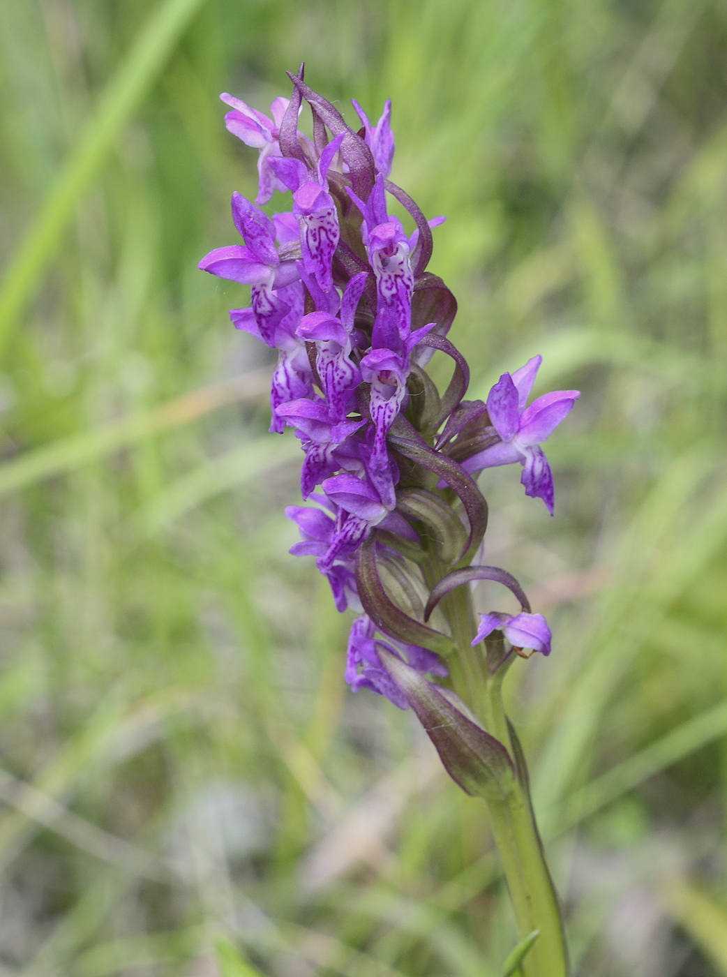 Изображение особи Dactylorhiza incarnata.