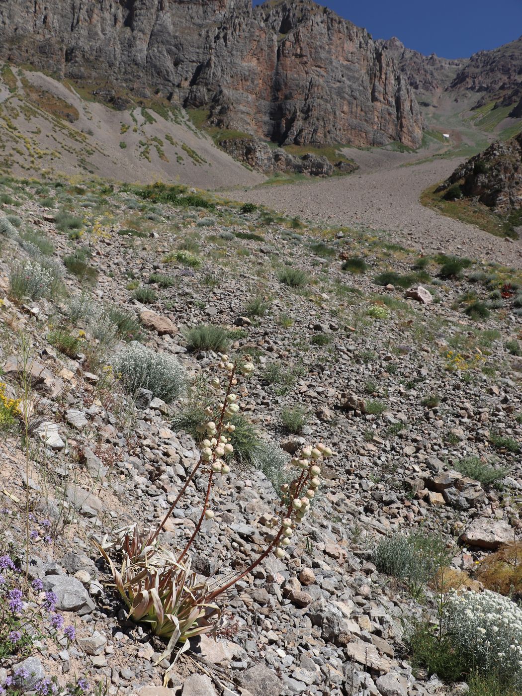 Image of Eremurus lactiflorus specimen.