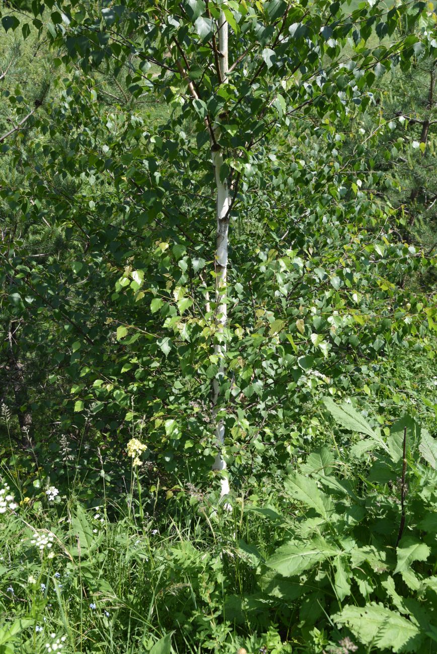 Image of Betula pendula specimen.