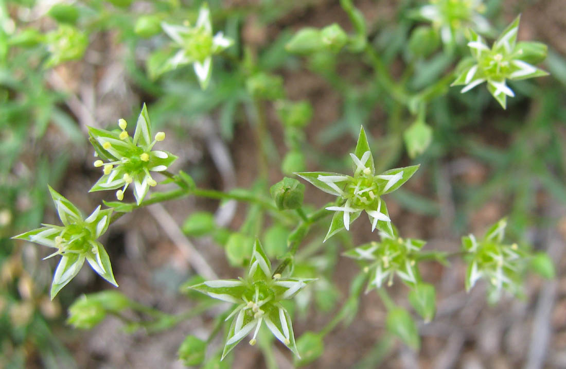 Изображение особи Adenonema cherleriae.