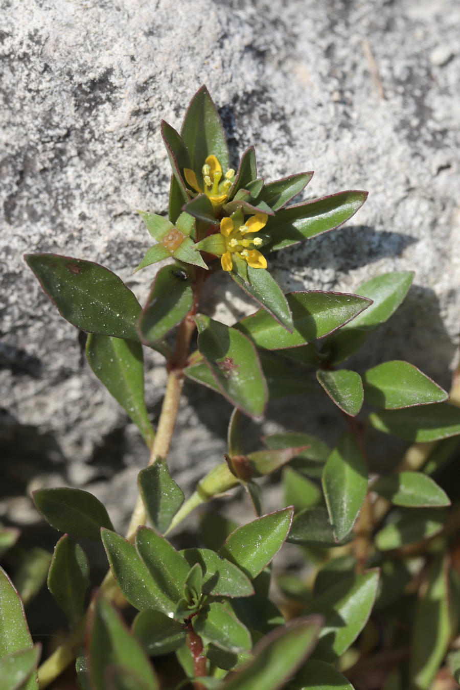 Image of Ludwigia brevipes specimen.