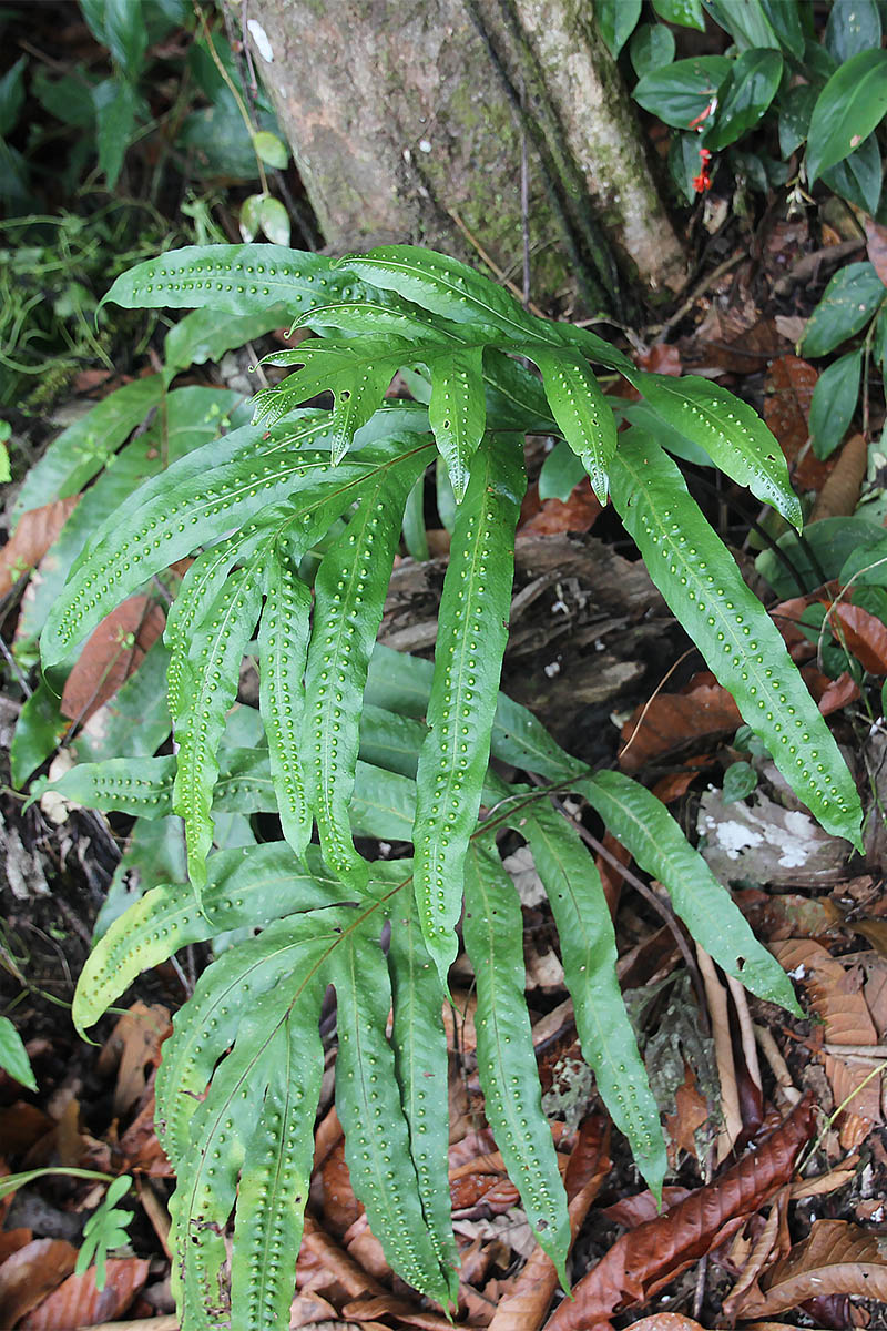 Изображение особи семейство Polypodiaceae.