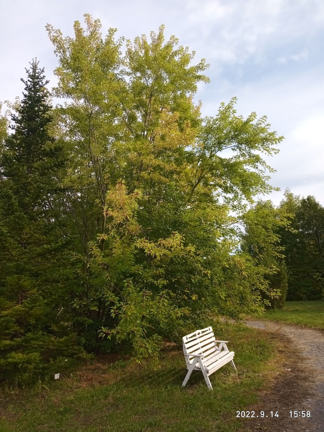 Image of Acer saccharinum specimen.