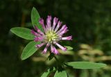 Trifolium medium