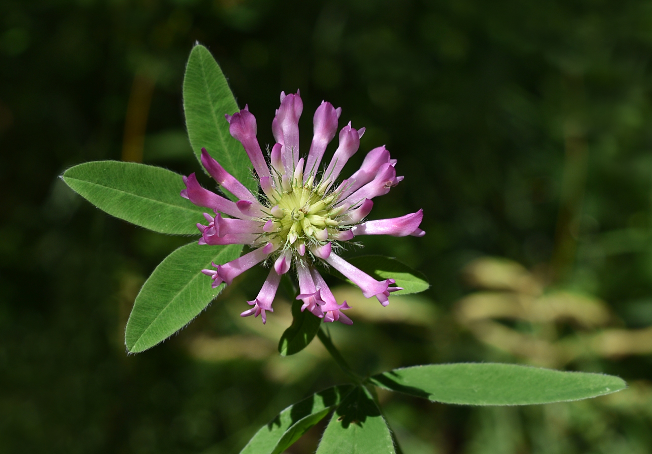 Изображение особи Trifolium medium.