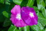 Catharanthus roseus