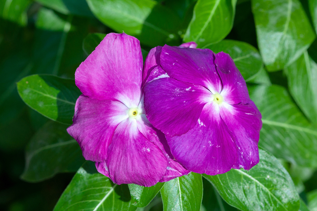 Изображение особи Catharanthus roseus.