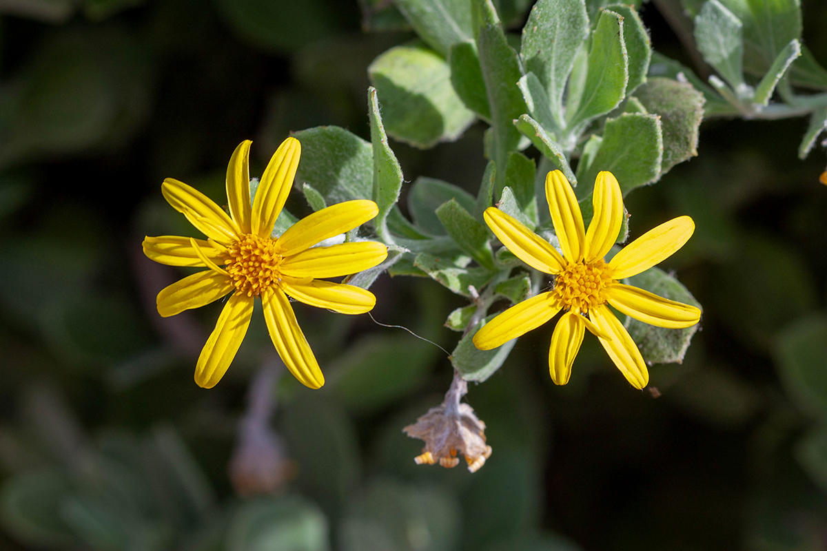 Image of Chrysanthemoides monilifera specimen.