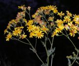 genus Senecio. Верхушки побегов с цветущими и отцветающими соцветиями. Воронежская обл., Бобровский р-н, с. Тройня, разнотравный луг. 12.08.2022.