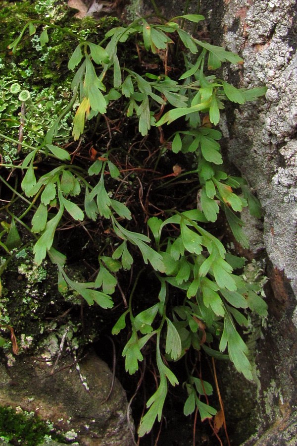 Изображение особи Asplenium &times; alternifolium.