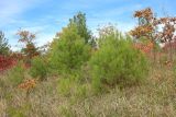 Pinus pityusa. Подрост в сообществе с подрастающими Quercus. Краснодарский край, м/о г. Геленджик, окр. с. Дивноморское, очищенная от обгоревших стволов старая гарь. 05.11.2022.