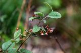 Cotoneaster melanocarpus. Верхушка ветви с соцветием. Красноярский край, Берёзовский р-н, долина р. Мана, луговой склон. 06.06.2022.