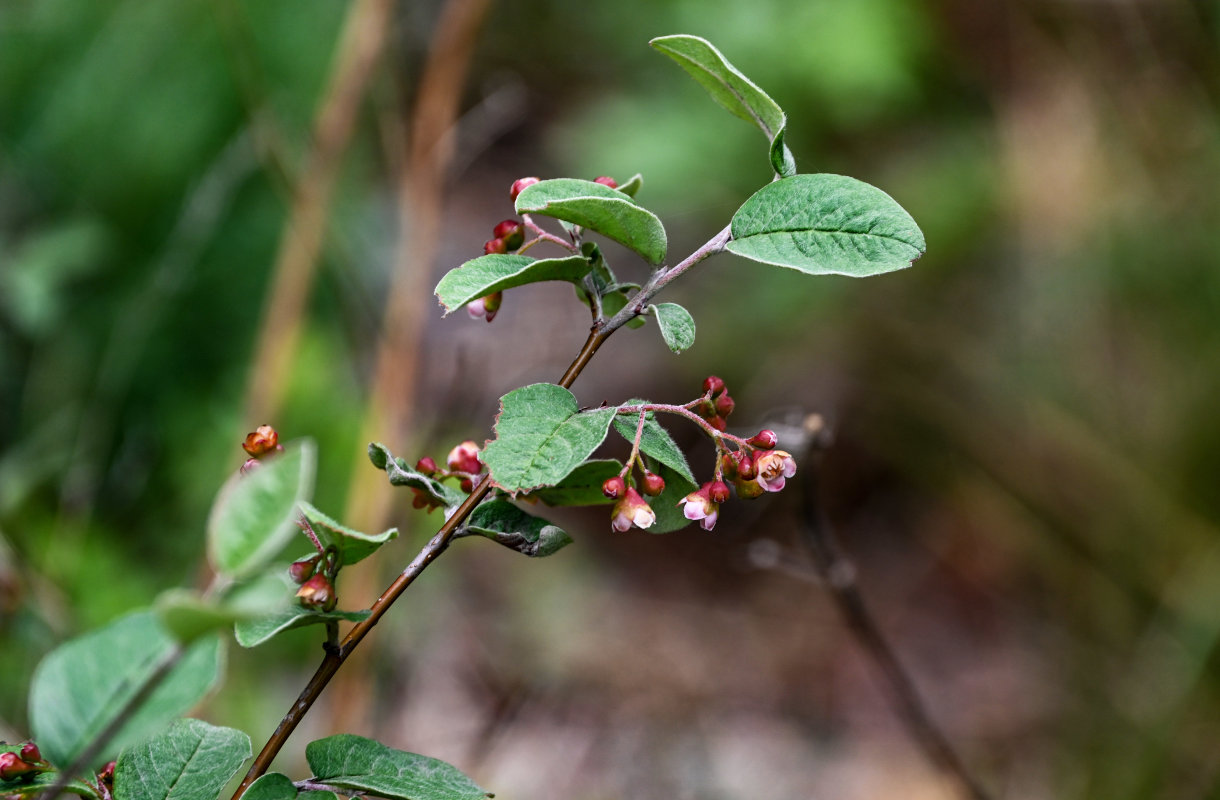 Image of Cotoneaster melanocarpus specimen.