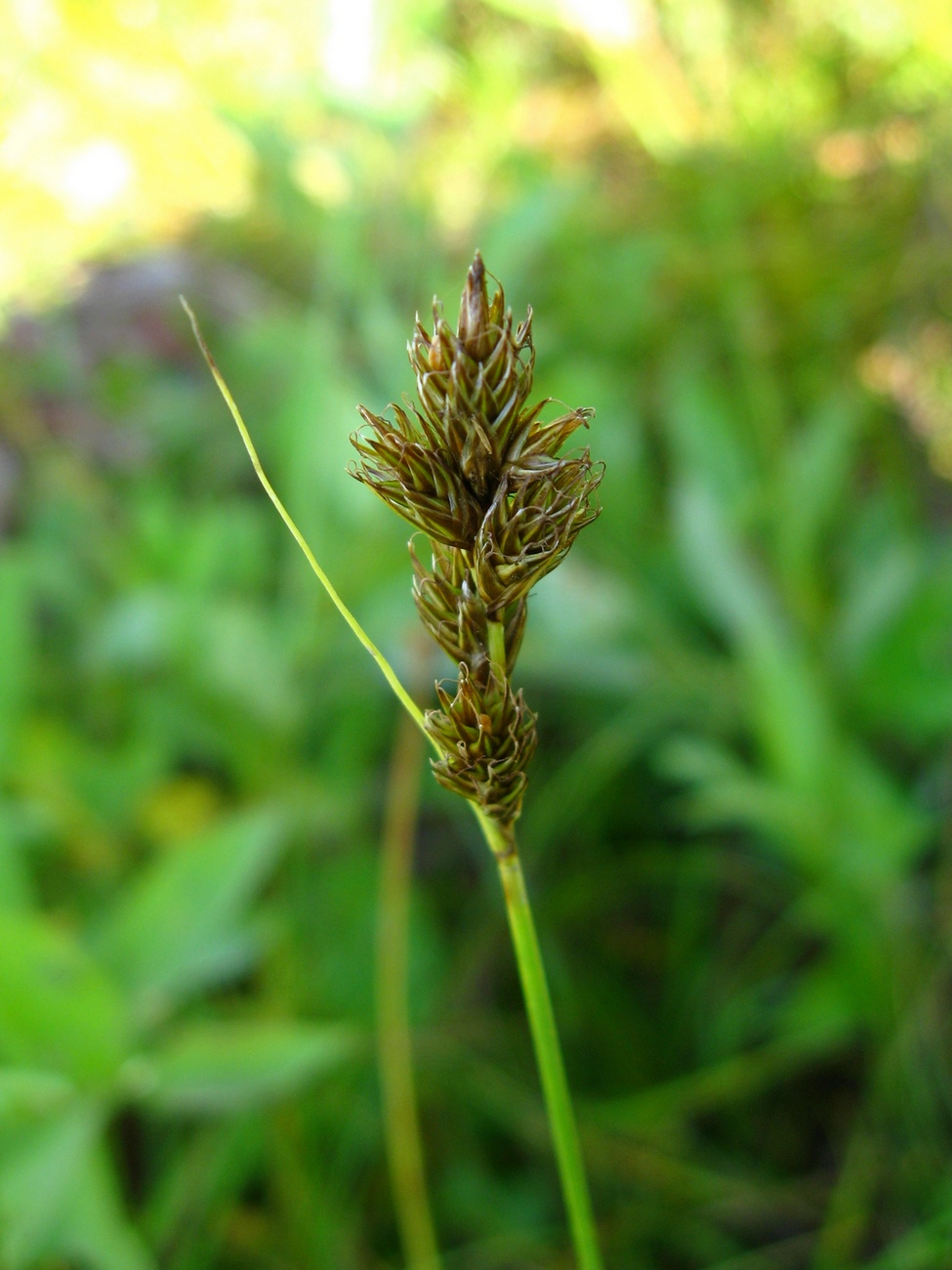 Изображение особи Carex leporina.