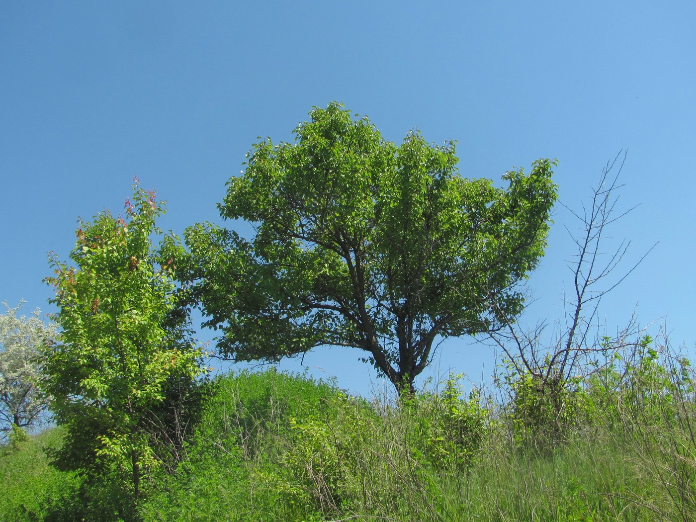 Image of Armeniaca vulgaris specimen.