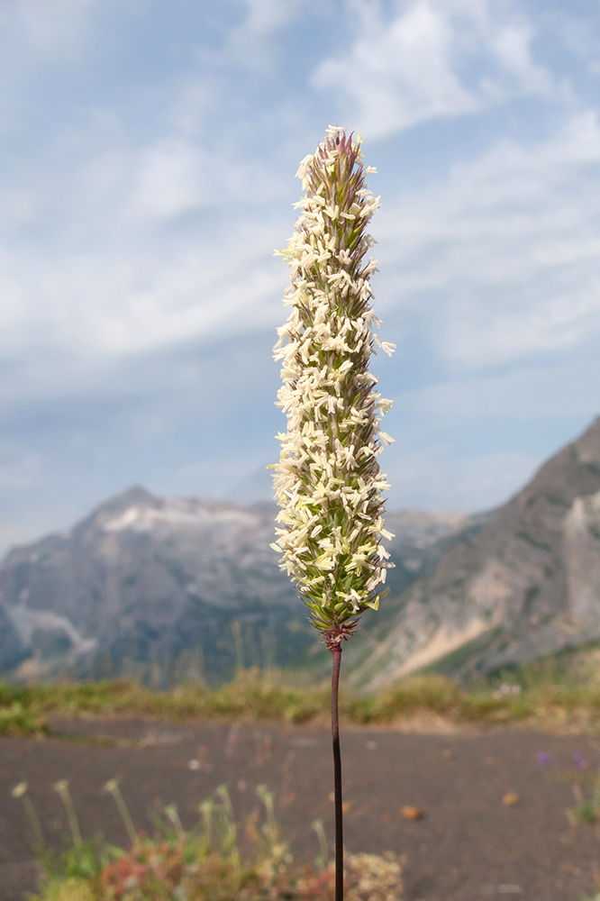 Изображение особи Phleum montanum.