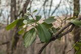 Hedera colchica. Ветвь с незрелыми плодами. Краснодарский край, Сочи, окр. мкр-на Мацеста, Сочинский нац. парк, Агурское ущелье, широколиственный лес. 24.01.2015.