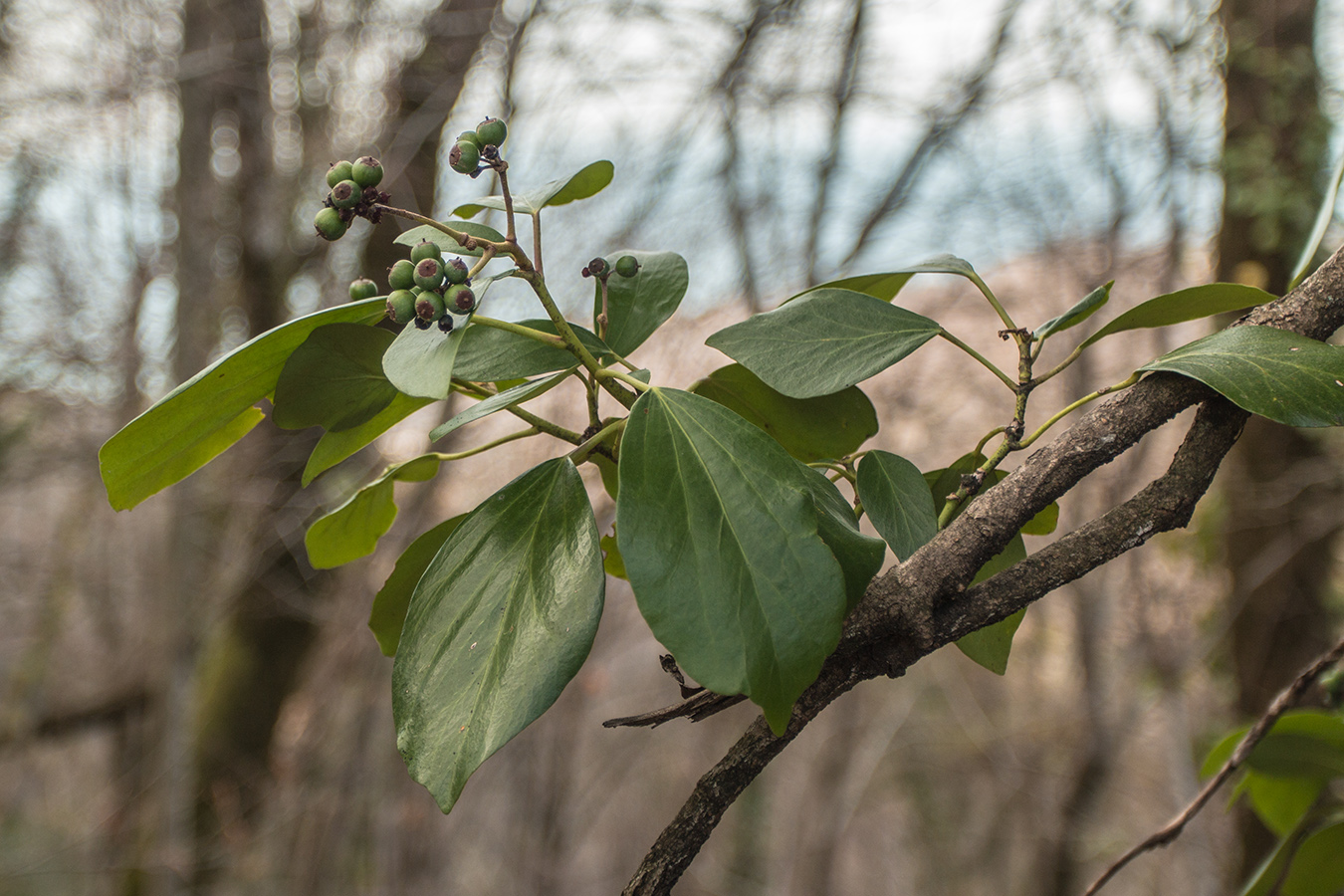 Image of Hedera colchica specimen.