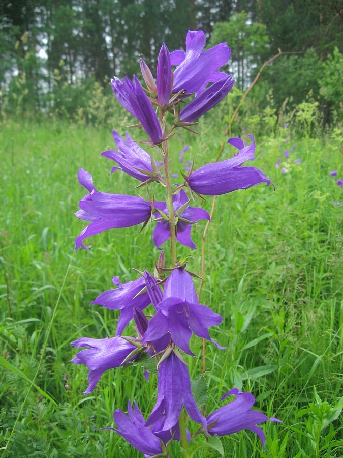 Image of Campanula latifolia specimen.