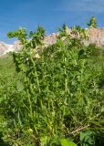 Vicia balansae