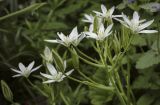 genus Ornithogalum