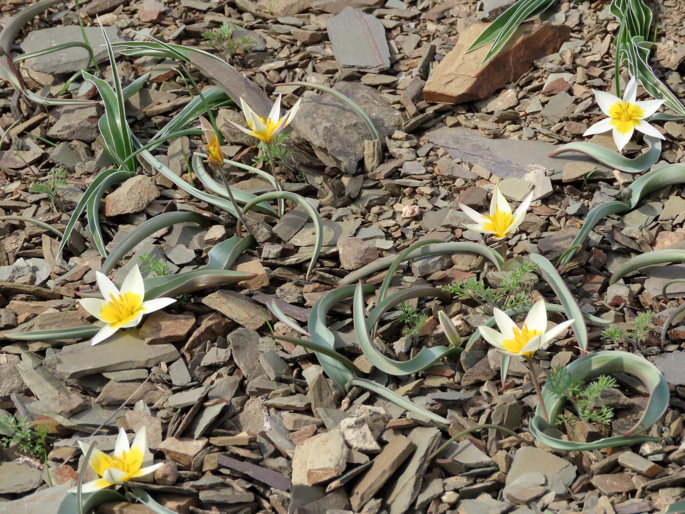 Image of Tulipa orthopoda specimen.