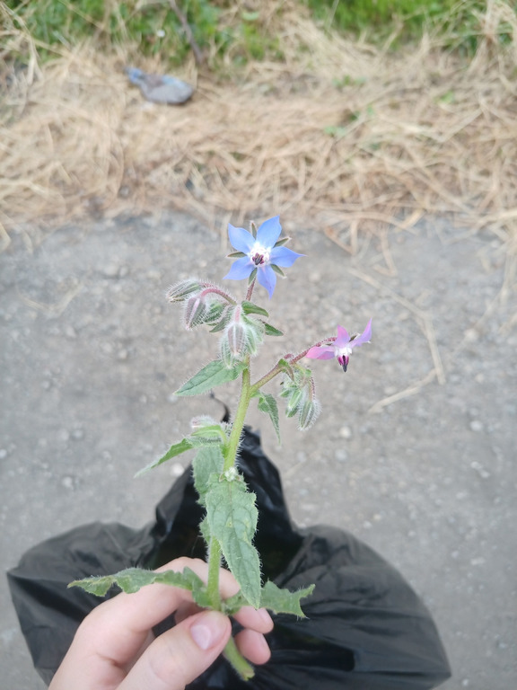 Изображение особи Borago officinalis.