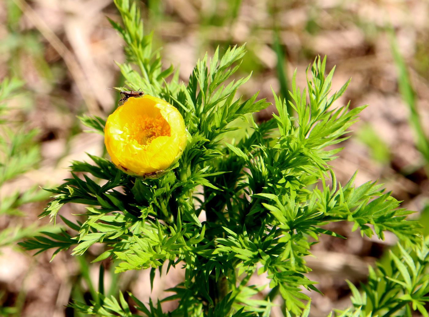 Image of Adonis apennina specimen.