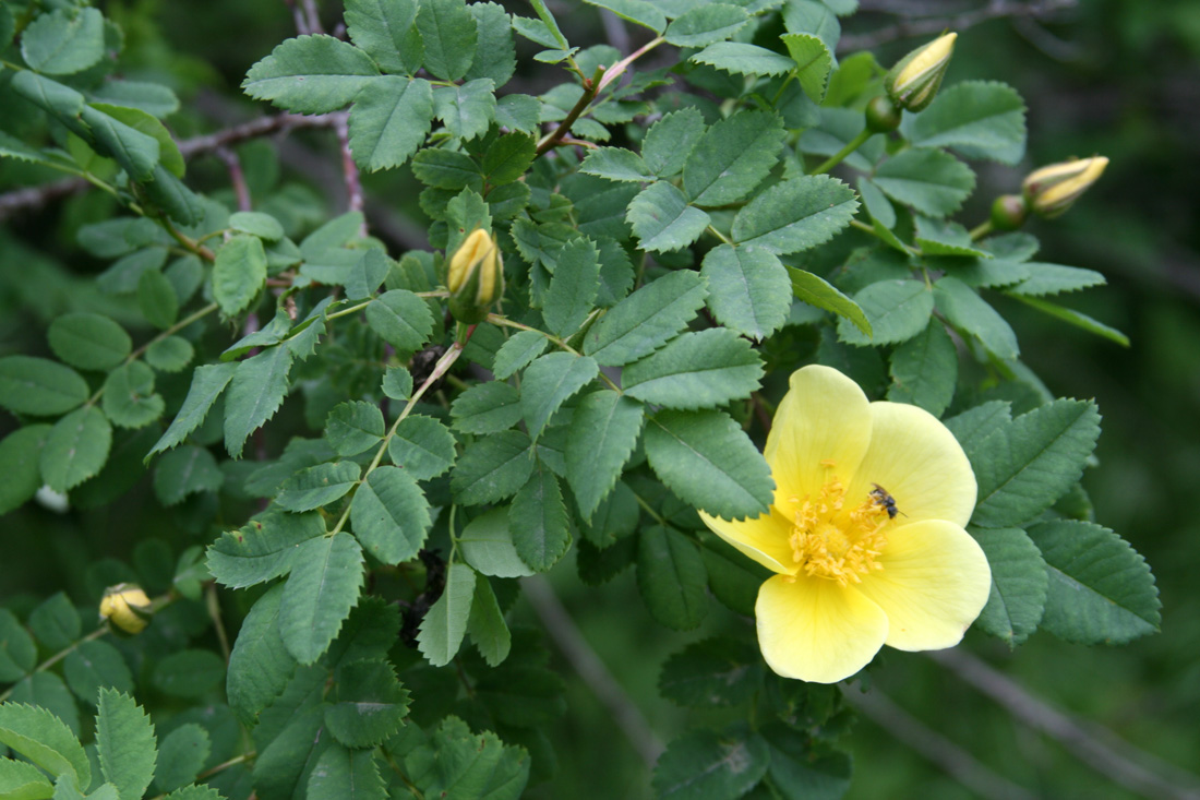 Image of Rosa platyacantha specimen.