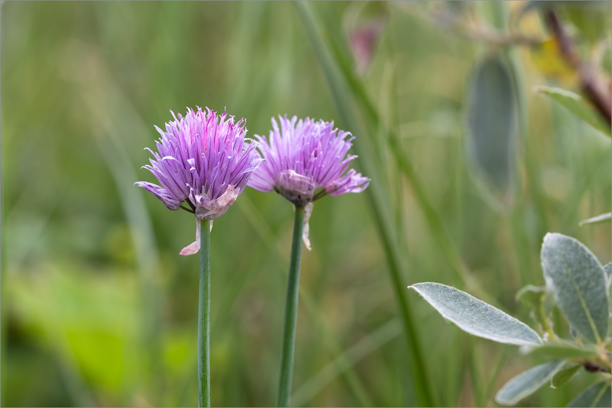 Image of Allium schoenoprasum specimen.