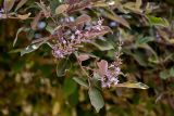 Vitex trifolia разновидность purpurea. Верхушка ветви с соцветиями. Египет, мухафаза Асуан, храмовый комплекс Абу-Симбел, в культуре. 04.05.2023.