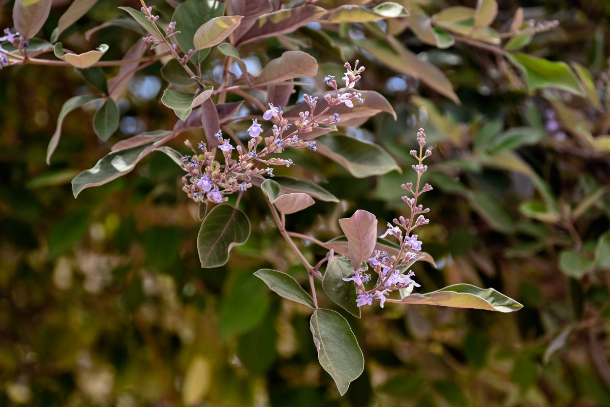 Изображение особи Vitex trifolia var. purpurea.