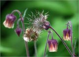 Geum rivale