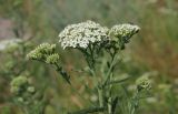 Achillea millefolium