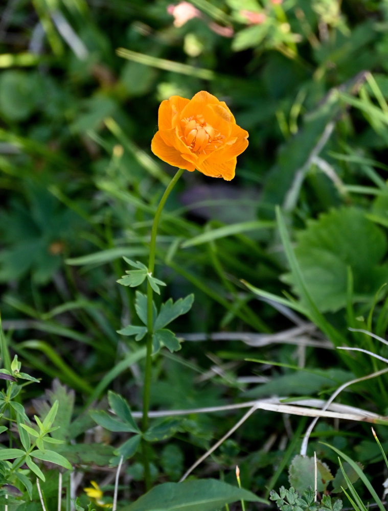 Изображение особи Trollius asiaticus.