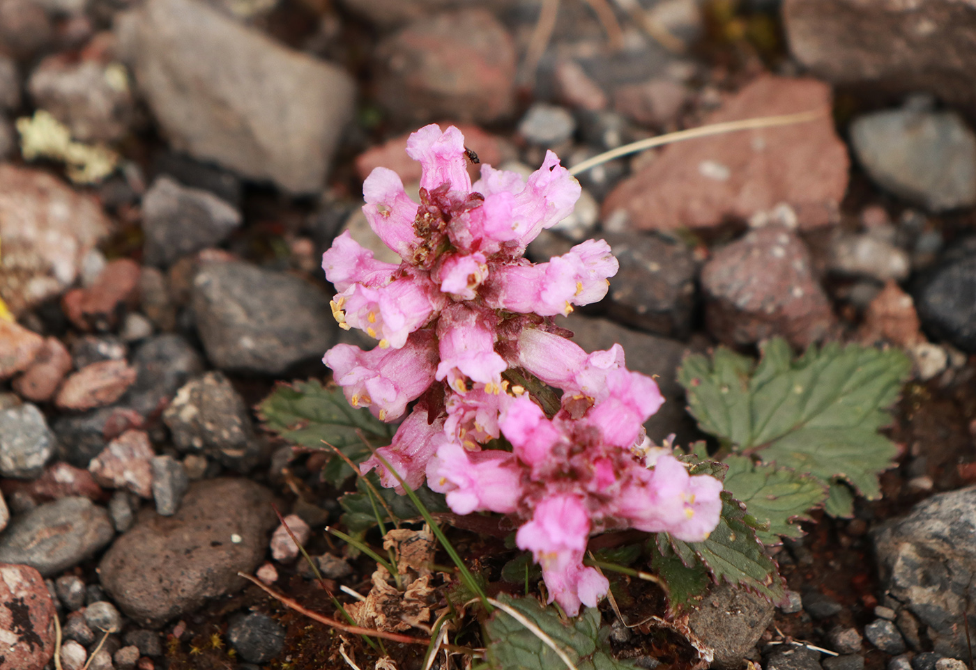 Изображение особи Scrophularia minima.