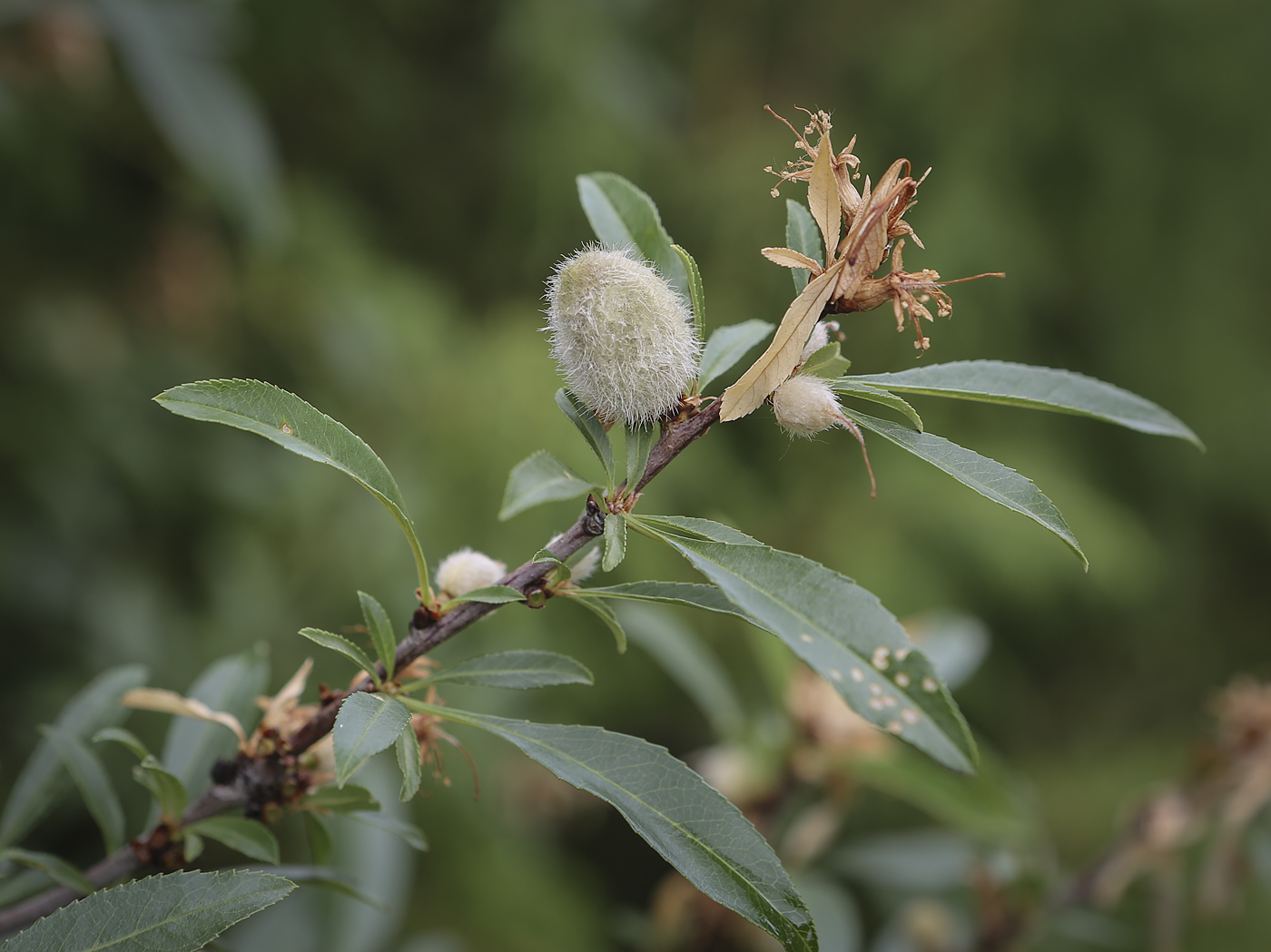 Изображение особи Amygdalus nana.