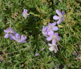 род Geranium