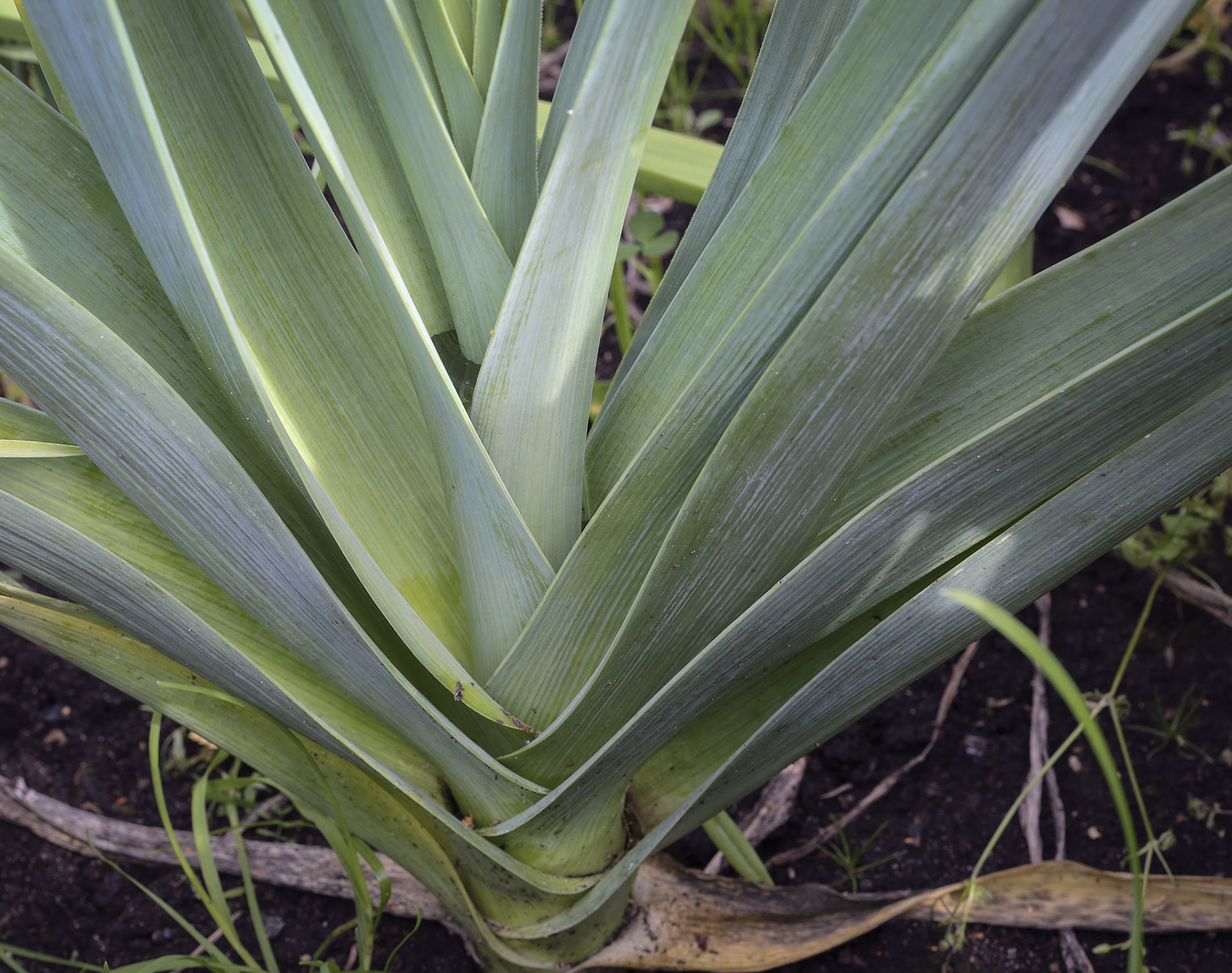 Изображение особи Allium porrum.